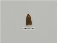 藏品(夜蛾科)的圖片